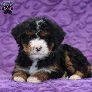 Dianne, Mini Bernedoodle Puppy